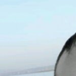 Alesscotto315251's picture Alesscotto315251's picture