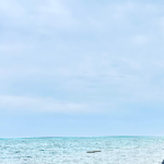 mostafa sayed ahmed's picture