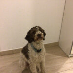 Zoe.maino@icloud.com's picture