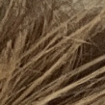 Saskia.strauss@bluewin.ch's picture
