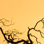 ahmedaliqena93@gmail.com