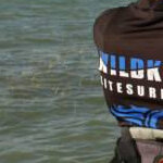 wildkite