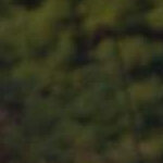 elisabeth.sinisi@gmail.com