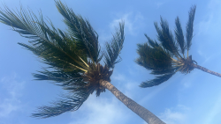 ao@oehmichen-international.com