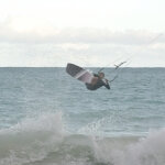 daviwhitmore@gmail.com