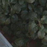 Tessbosma@hotmail.nl